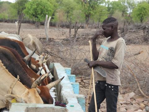 Child forced to spend months in the bush with cattle following drought in Angola