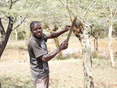 Farmer Managed Natural Regeneration (FMNR) technique boosts the productivity of acacia trees that generate high income for farmers. ©World Vision Photo/Zipporah Karani