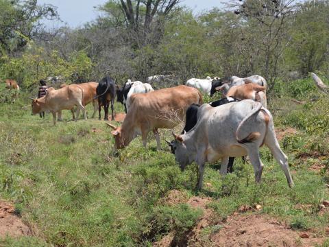 Animals in Karamoja