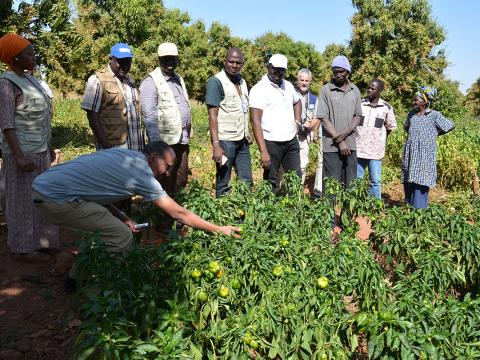 World Vision staff from Support Offices join World Vision Mali staff in a field visit that showcased what the just ended Eco Agriculture accomplished
