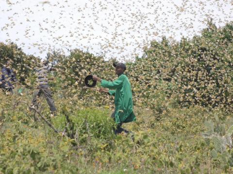 Communities fleeing swarms of locusts in Laisamis Kenya