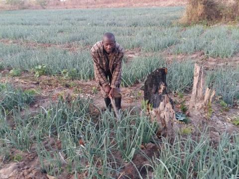 Onion field cultivated by Mr Sampa