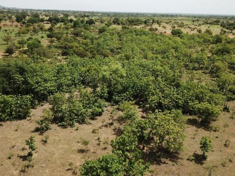 Adonsi regenerates 750 acres of land