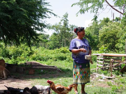 Feeding chicken