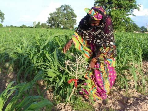 A-farmer-from-Kawitiane-village-explaining-the-steps-of-FMNR-during-the-projects-joint-reflection-and-learning-mission.-Photo-Joseph-Bidiar-World Vision Senegal