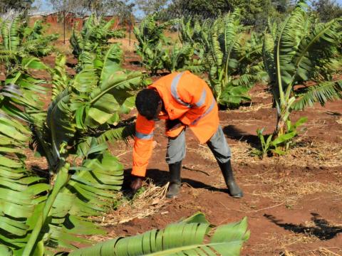 Chief Mbang'ombe in the banana plantation.