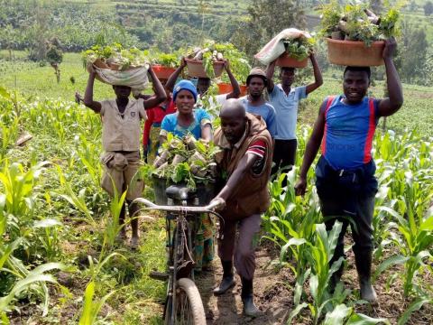 Tree seedlings distribution and plantation event at Mukama sector,Nyagatare district