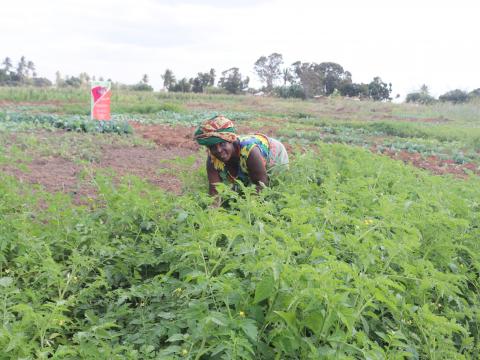 Isabel taking care of her crops