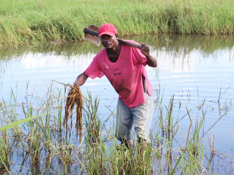 Maneca´s rice plantations are still submerged more than two weeks later after Eloise    