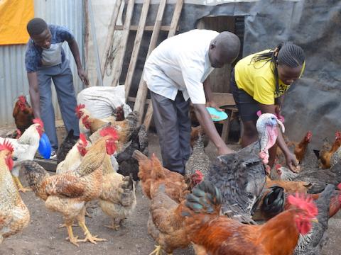 Chicken