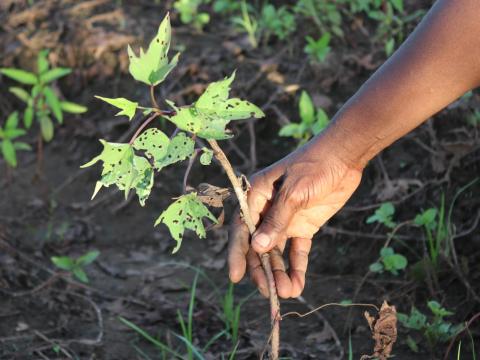 Amélia is showing the havocs that floods caused on her crops