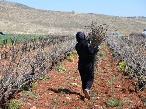 Solange carrying crops