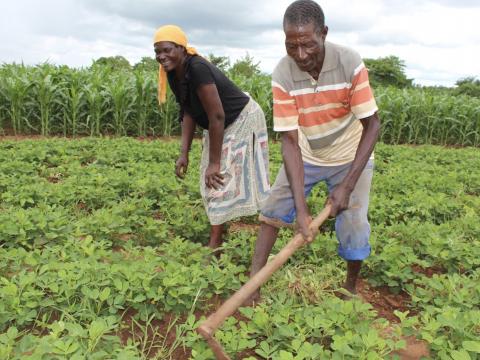Ensuring Nutrition, Transforming & Empowering Rural Farmers & Promoting Resilience in Zimbabwe (ENTERPRIZE)