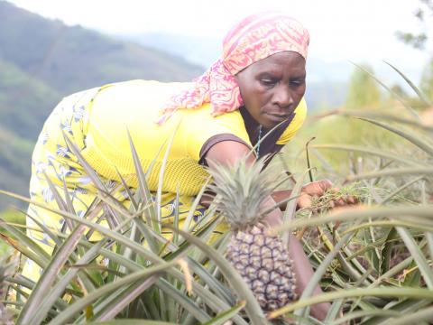 Beata busy working in the Pineapple plantation 