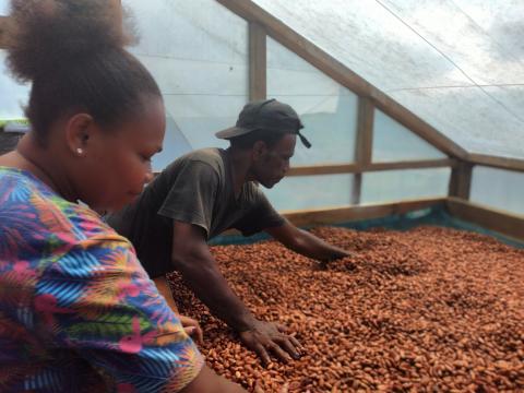 Cocoa Tons in Makira