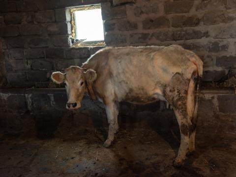 cow