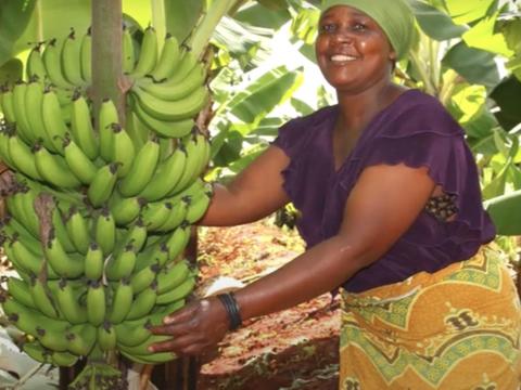 Karatu communities thriving thanks to banana farming