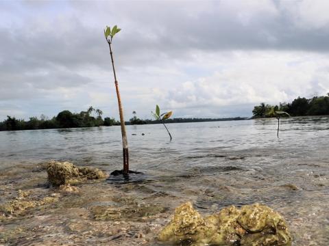 Children plant Mangrove to protect community against Climate   (4)