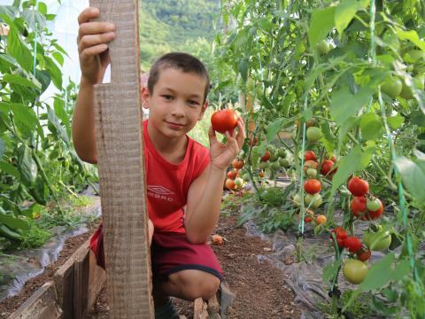 Vlado (8) picks tomato from a greenhouse