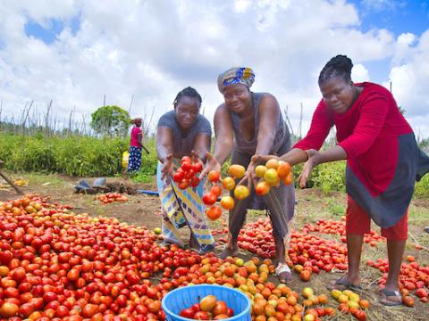 Tomatoes