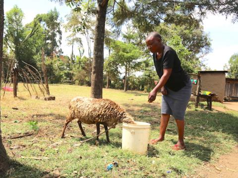 watering sheep