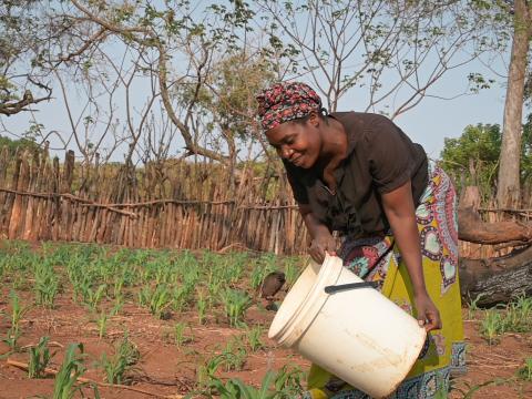 Watering using the mechanised system