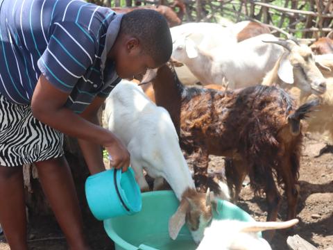 Phindile providing water to her goats, which have multiplied greatly over the years.