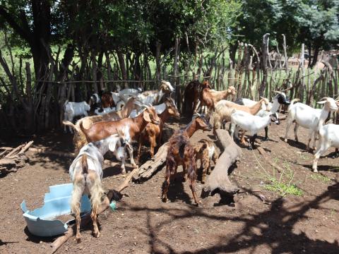 Some of the goats that Phindile Ndwandwe currently owns at her homestead.