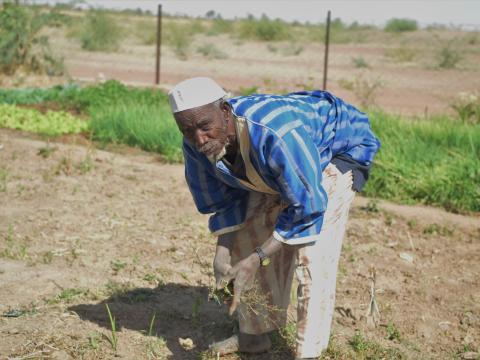 The old man in the market garden  