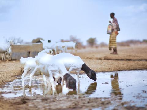 Omar in Kenya looks over his animals as they get water. The area where he lives has been impacted by drought as a result of climate change.