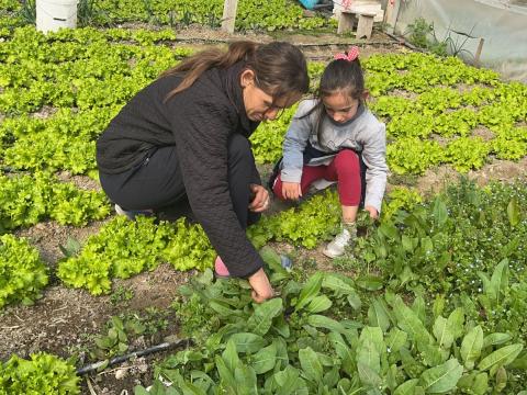 Liri in the farm