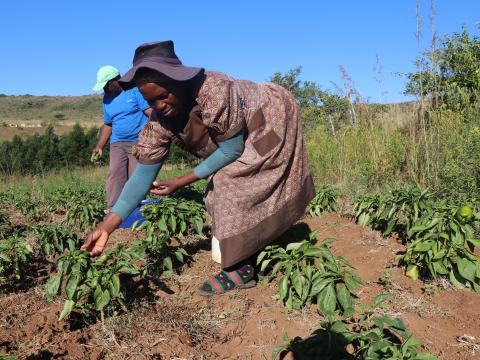 “Ezikhotheni Community Garden’ Dudu Msane 