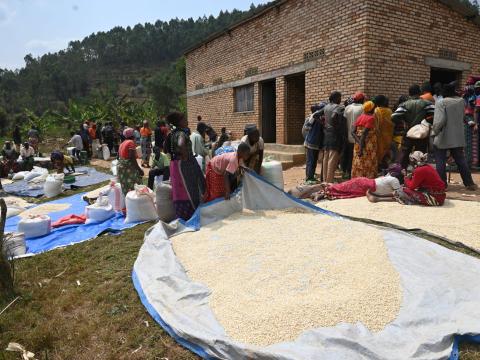 Abaticumugambi cooperative preparing their produce for sale