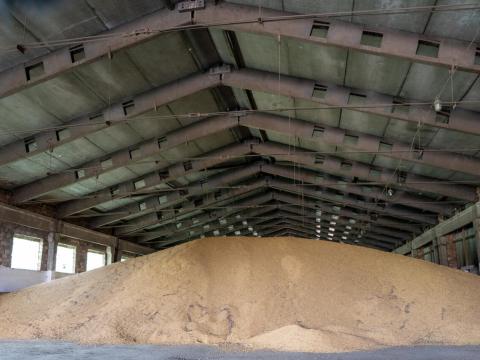 Grain piled up inside a barn waiting for export in Ukraine