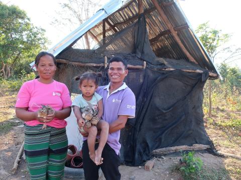 Quail raising - Laos