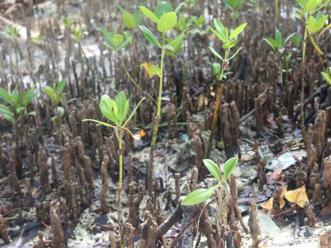 Mangrove