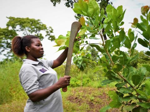  Mary pruning her cashew plant. 