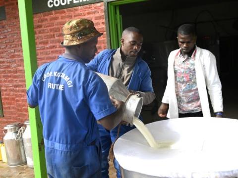 The milk at the collection center being sieved the milk from suppliers.