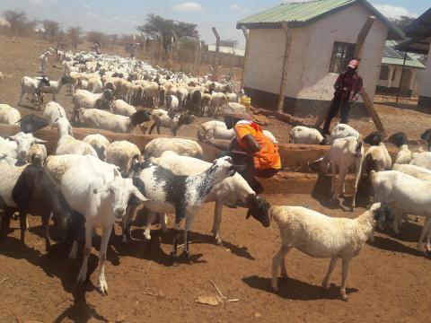 Goats at an overcrowded water point waiting to drink © World Vision / Mary Njeri