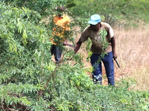 Communities harness benefits of the invasive mathenge trees (Prosopis Juliflora) by using them for animal feeds production and as a source of firewood for cooking and timber for making furniture.