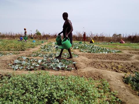 Dry Season Vegeatable Production 1