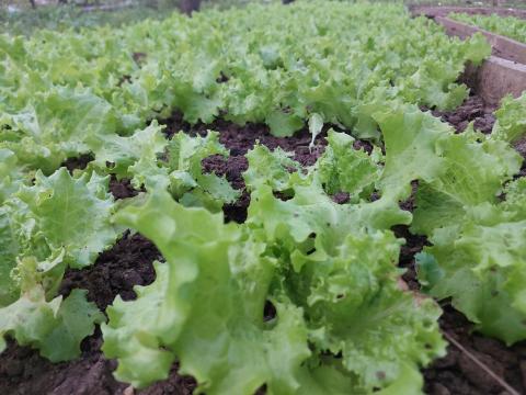 Don's family homegrown vegetable