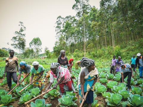 Les femmes et les hommes entrain de cultiver