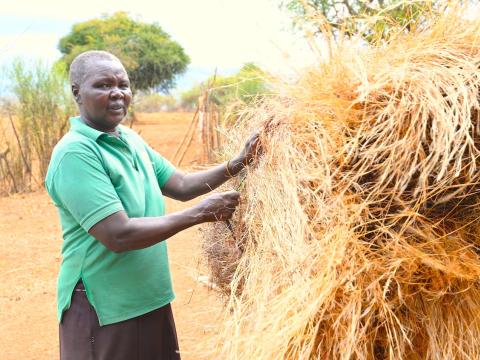 Nancy, a smallholder farmer from Ngusero village in Baringo County, Kenya, has been successfully practicing the Farmer Managed Natural Regeneration (FMNR) approach for almost a decade. Her dedication to this simple and cost-effective method continues to yield positive results.  ©World Vision Photo/Hellen Owuor