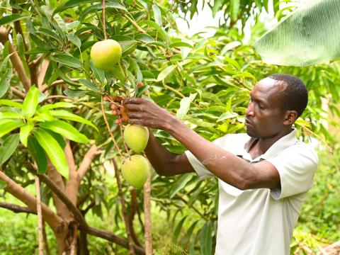 After beginning the FMNR practice in July 2022, Reuben now has both indigenous and exotic trees in his farm. He is also able to sustainably provide for his family from their farm produce. ©World Vision Photo/Hellen Owuor.