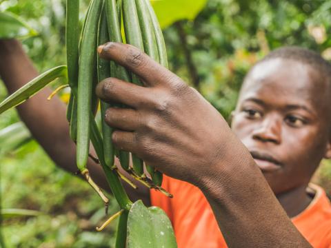 Christoph, 15, has been working on vanilla since he was six. He finished primary school last year but has now stopped working until he’s earnt enough money to go do more studying.