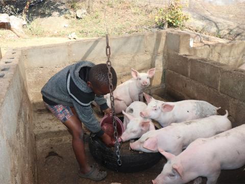 Livelihoods, Eswatini