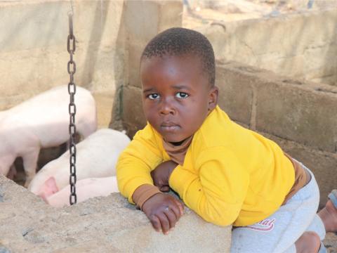 Livelihood, Eswatini