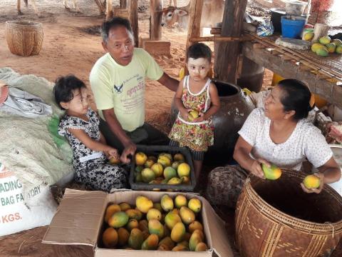U Maung and his freshly produce mangoes