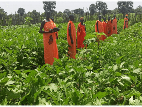 WV South Sudan Veg Garden MN Forum Poster